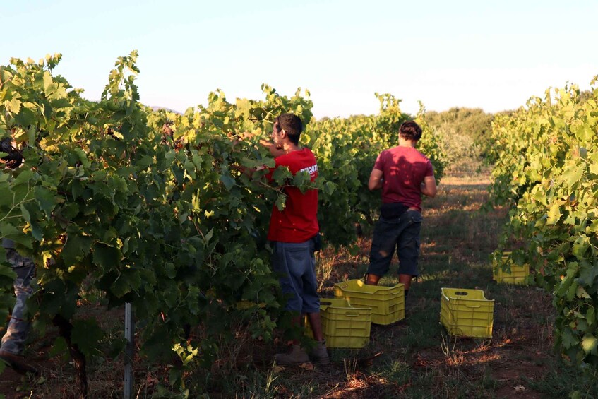 Two people in a vineyard, one wearing a red shirt and the other in a maroon shirt, surrounded by rows of grapevines and yellow crates. 3