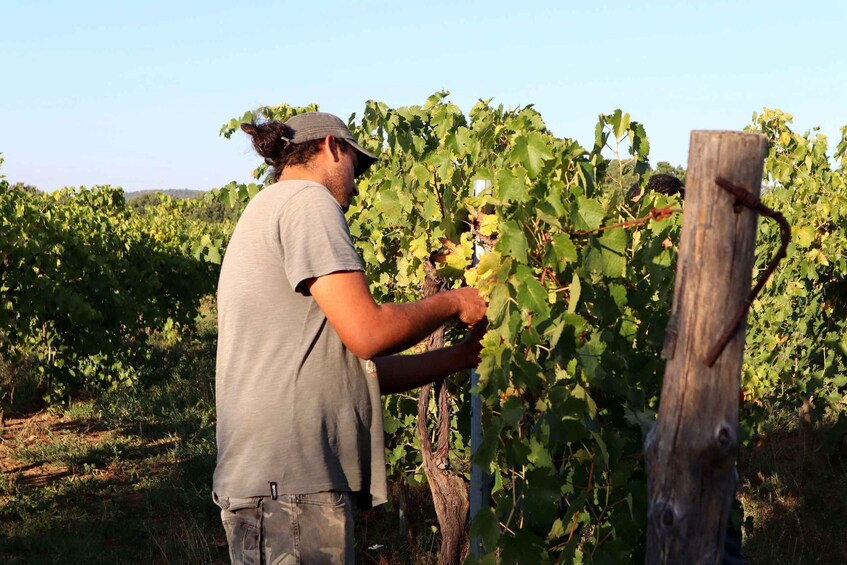 A person inspecting grapevines in a vineyard. 1