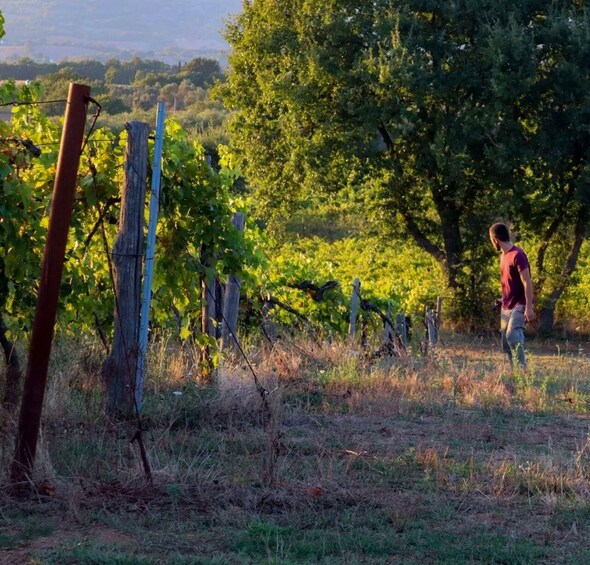 A vineyard with rows of grapevines and a person walking through the field. 4