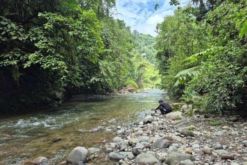 A river with rocks and dense greenery on both sides. 3