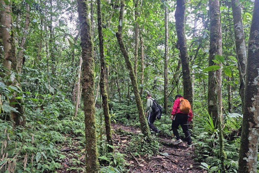 Two hikers in a dense forest with tall trees and underbrush. 2