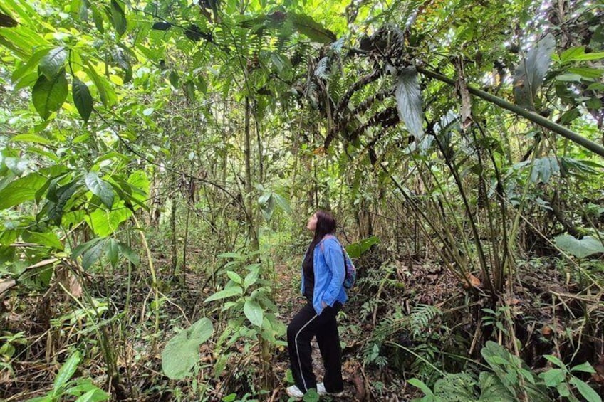 A person standing in a dense forest with various green plants and trees. 1