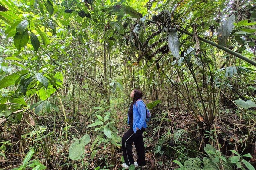 A person standing in a dense forest with various green plants and trees. 1