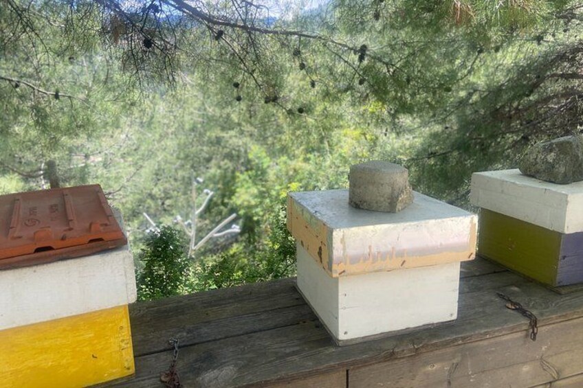 Beehive boxes on a wooden ledge with a forest backdrop. 4