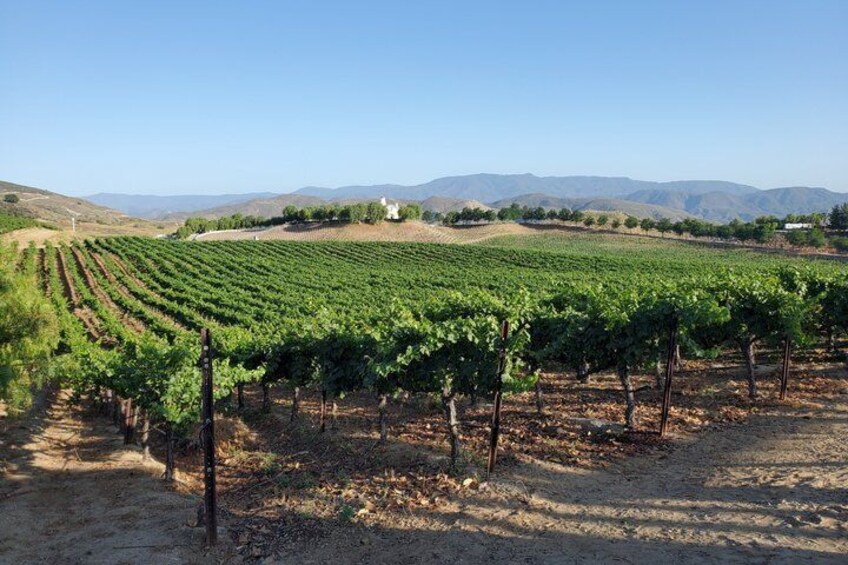 A vineyard with rows of grapevines, a dirt path, and hills in the background. 1