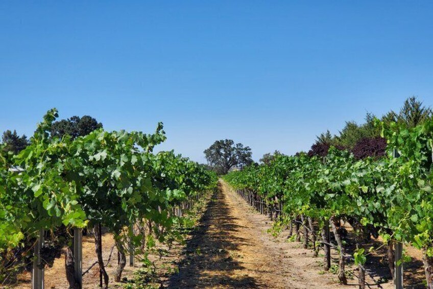 A vineyard with rows of grapevines under a clear blue sky. 2