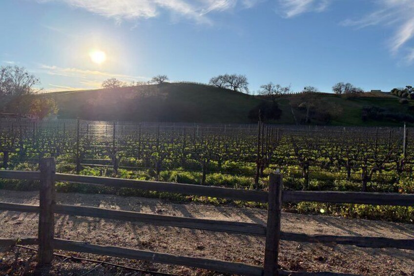 A vineyard with rows of grapevines under a clear sky. 3