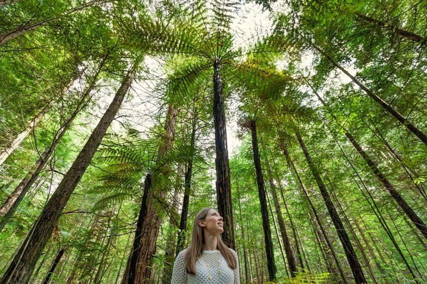 A forest with tall trees and a person standing in the middle. 1