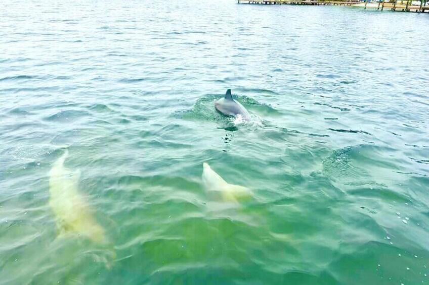 Dolphins swimming in clear water near a pier. 4