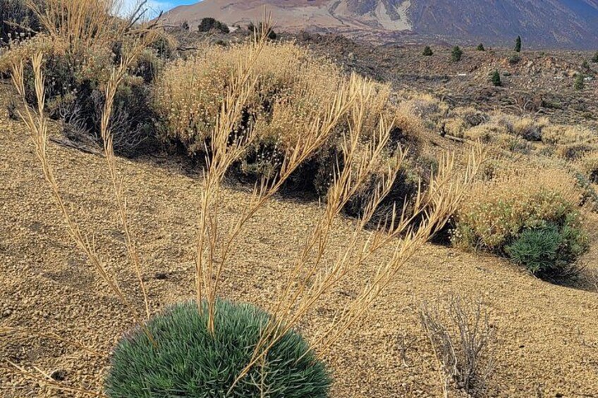 A dry, hilly landscape with sparse vegetation and a distant mountain range. 2