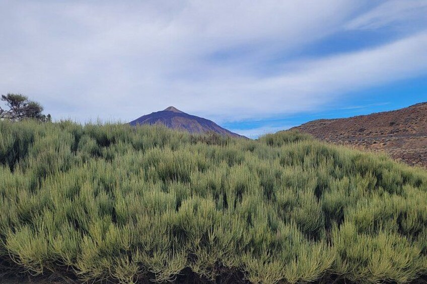 A grassy field with a mountain in the background. 3