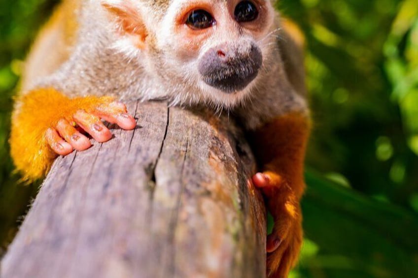 A lemur clinging to a wooden post surrounded by greenery. 4