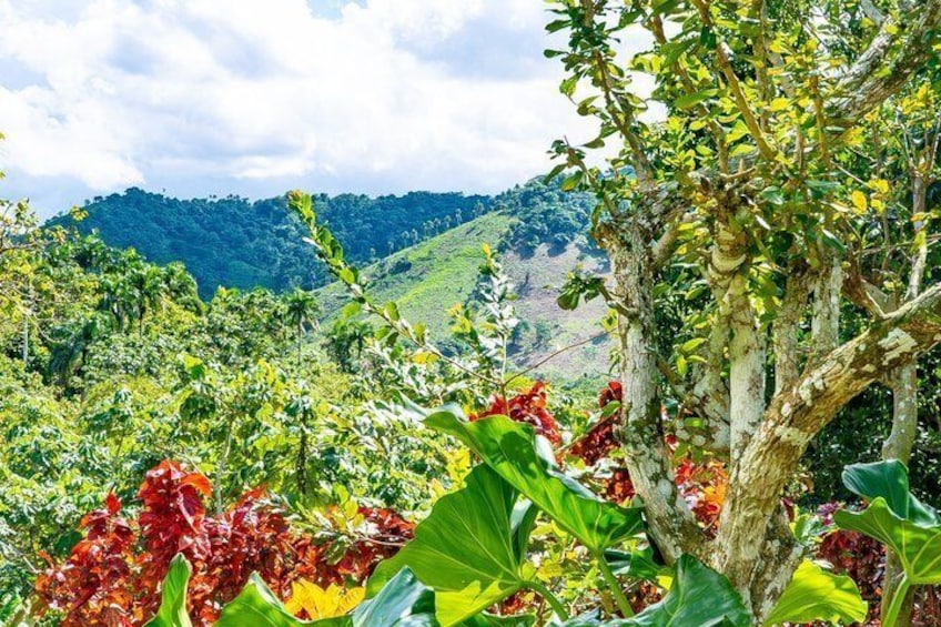 A lush green landscape with a variety of plants and trees, a hill in the background, and a clear sky. 3