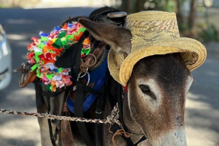A donkey with a straw hat and a colorful flower arrangement on its back. 5