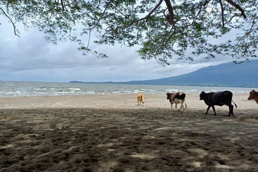 Ometepe Island Full-Day Tour 5