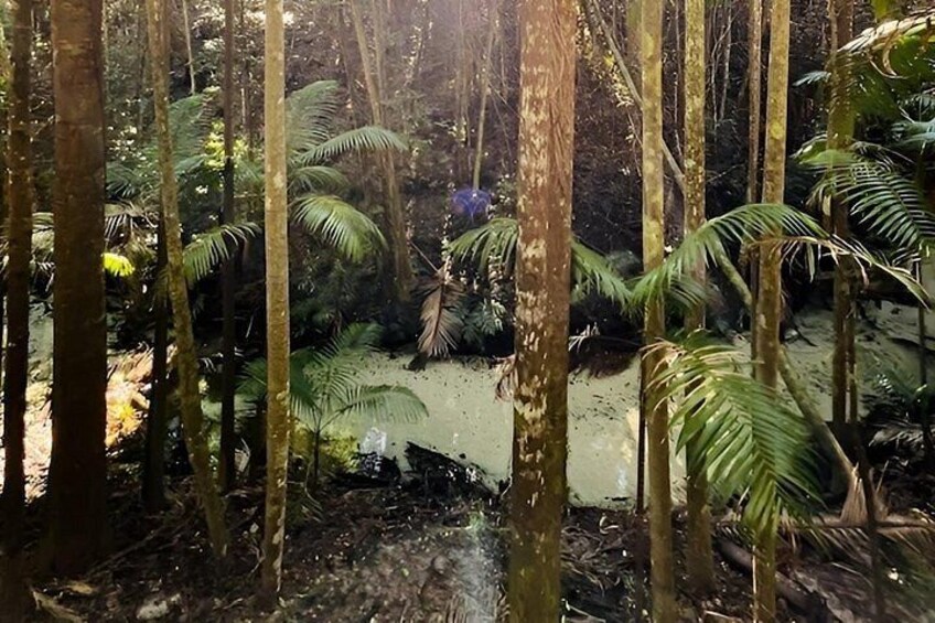 A dense forest with tall trees and a muddy water body. 2