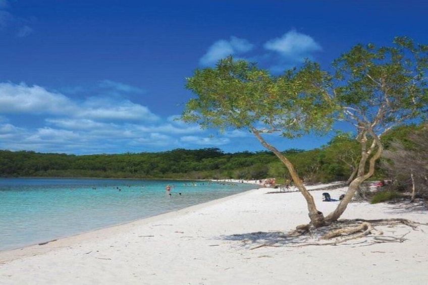 A beach with clear turquoise water, a sandy shore, and a tree in the foreground. 5