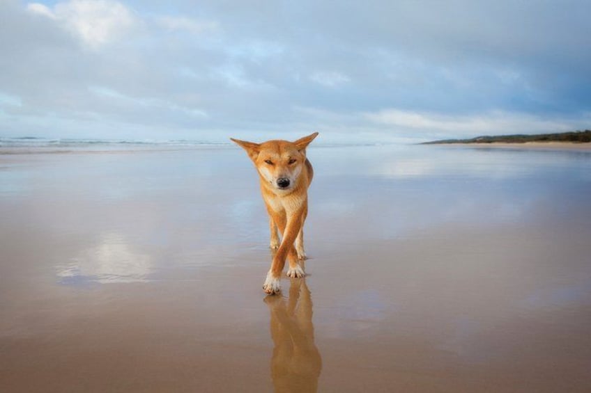 A dog standing on a beach with a calm sea and cloudy sky in the background. 1