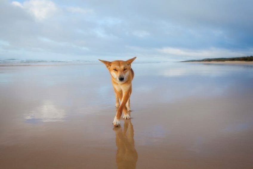 A dog standing on a wet beach with a calm sea and cloudy sky in the background. 1