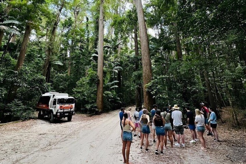A group of people standing on a dirt path in a forested area with tall trees and a white vehicle parked nearby. 3