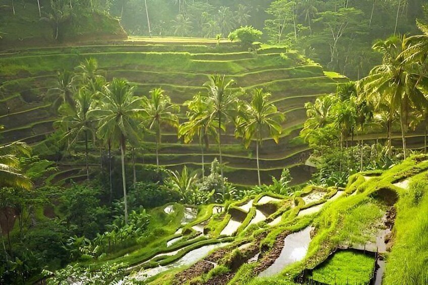 Terraced rice fields, palm trees, and lush greenery. 1