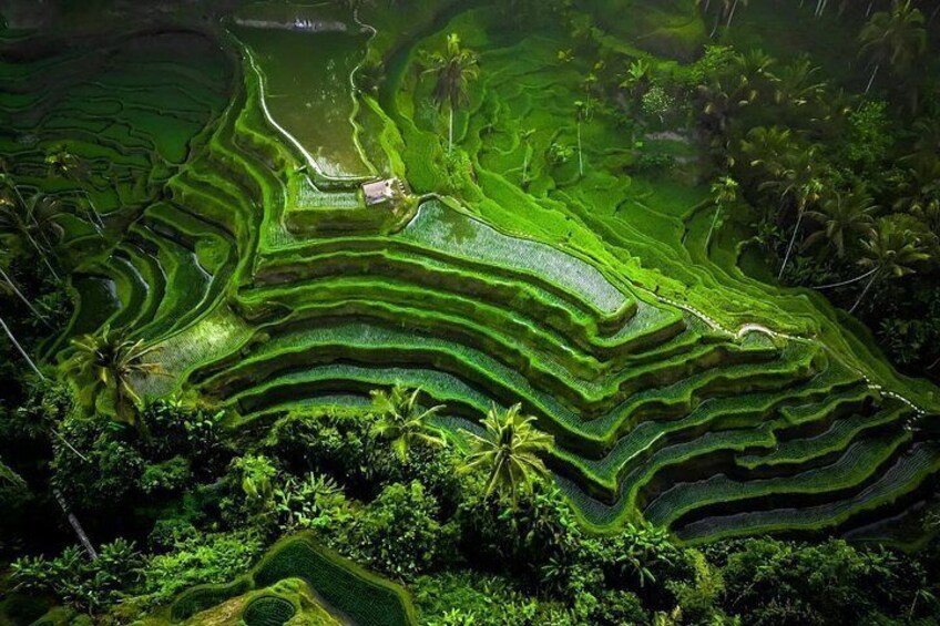 Ubud Waterfalls, Tegalalang Rice Teracces With Bali Swing Tour 5
