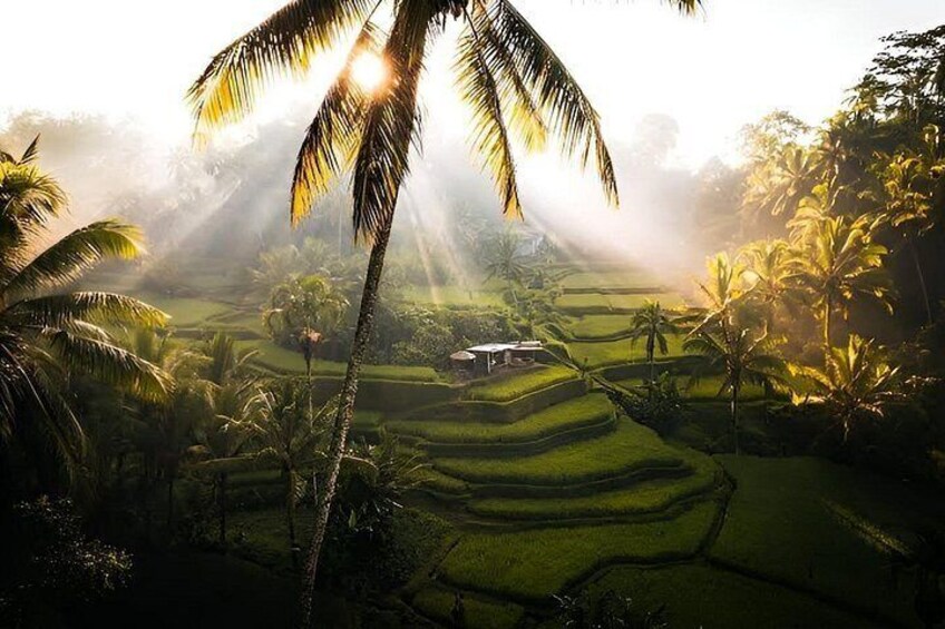 Ubud Waterfalls, Tegalalang Rice Teracces With Bali Swing Tour 4
