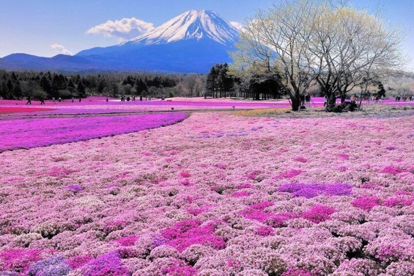 A field of pink flowers with a mountain in the background. 5