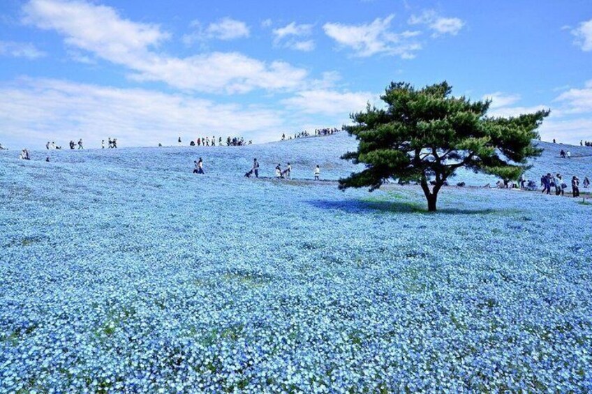 A field of blue flowers with a lone tree in the center and people scattered around. 3