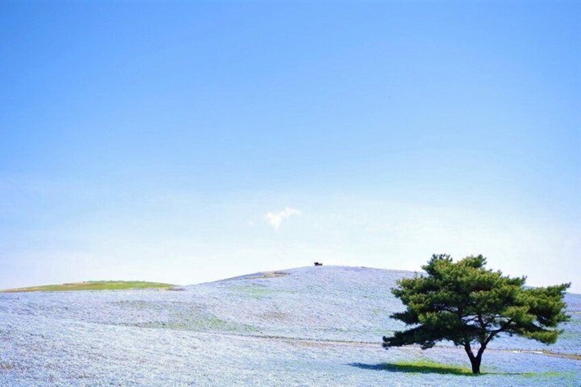 A solitary tree on a grassy hill with a clear sky. 4