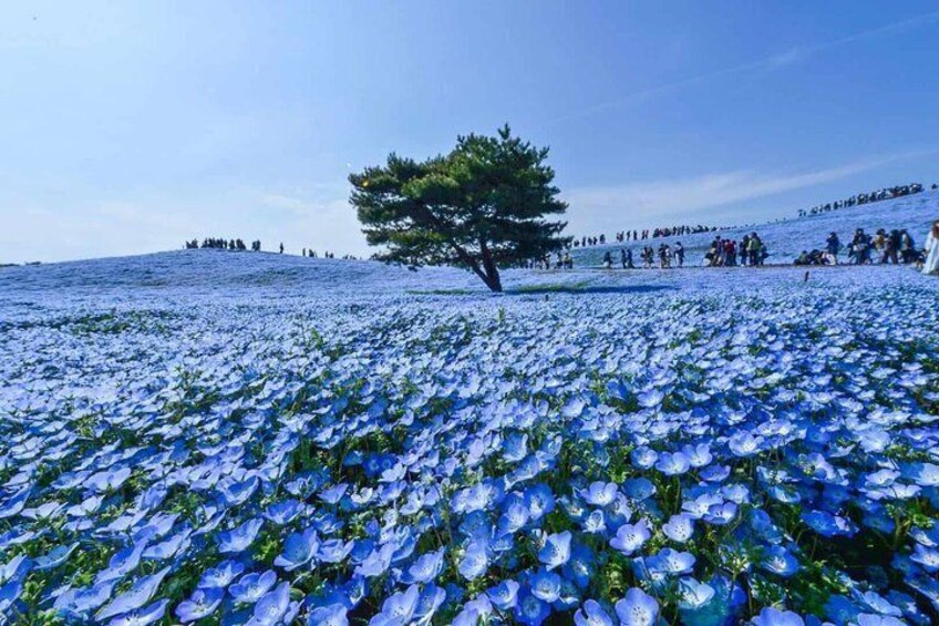 A field of blue flowers with a lone tree in the center. 2