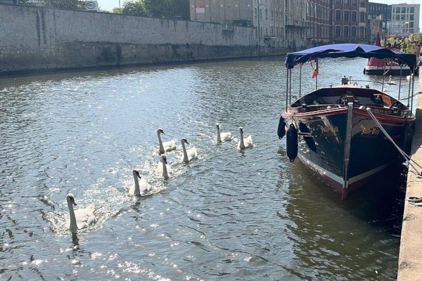 A boat docked by a canal with swans swimming in the water. 3
