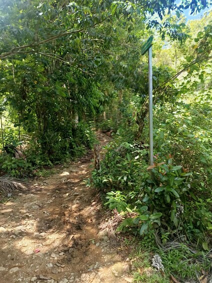 A dirt path surrounded by dense green foliage and a metal signpost. 5