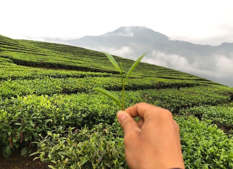 A hand holding a tea leaf against a backdrop of terraced tea plantations and a mountain shrouded in clouds. 3