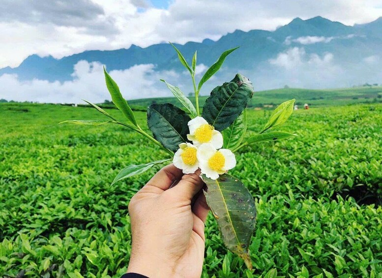 A hand holding a tea plant with white flowers and green leaves against a backdrop of a tea plantation and mountains. 1