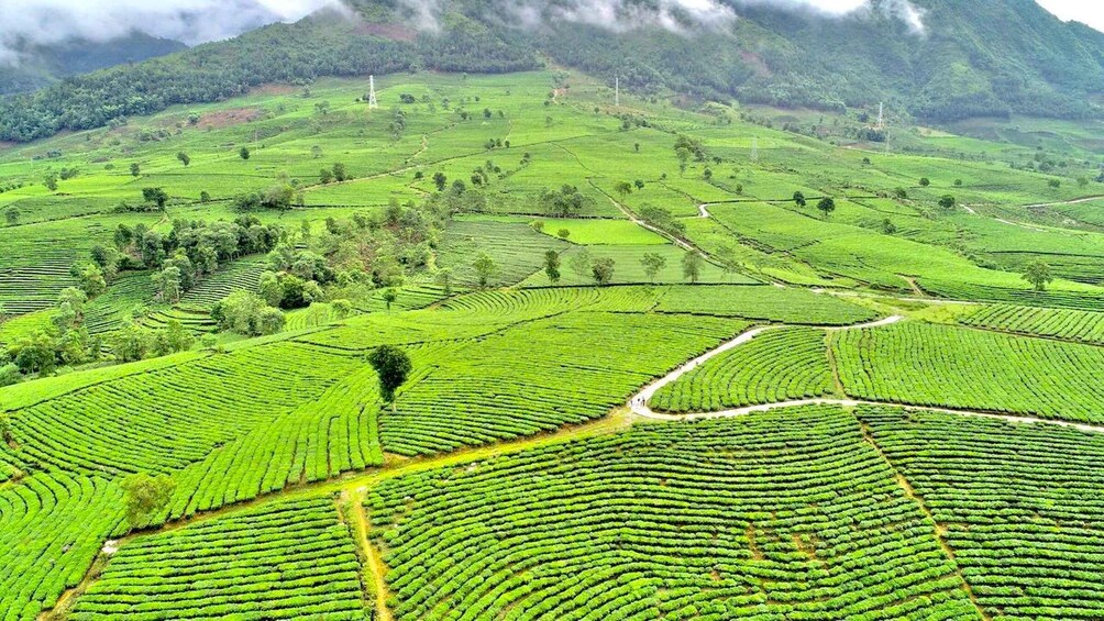 Terraced tea plantations with winding paths and a mountainous backdrop. 5