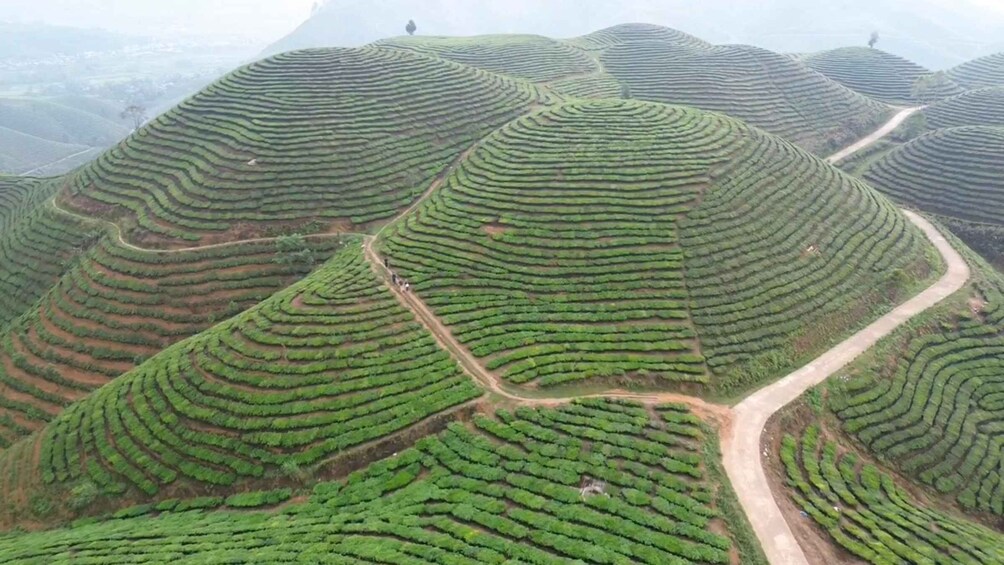 Terraced tea plantations with winding paths. 4