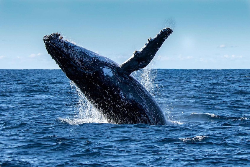 A whale breaching the ocean surface. 4