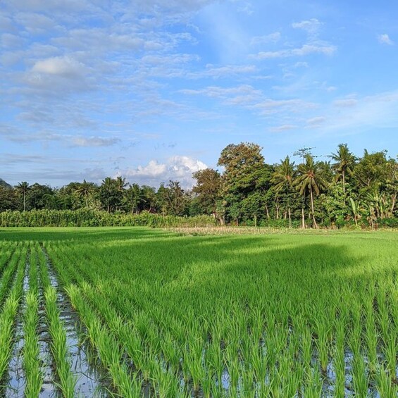 A lush green rice paddy field with water channels, surrounded by dense tropical vegetation and palm trees under a partly cloudy sky. 3