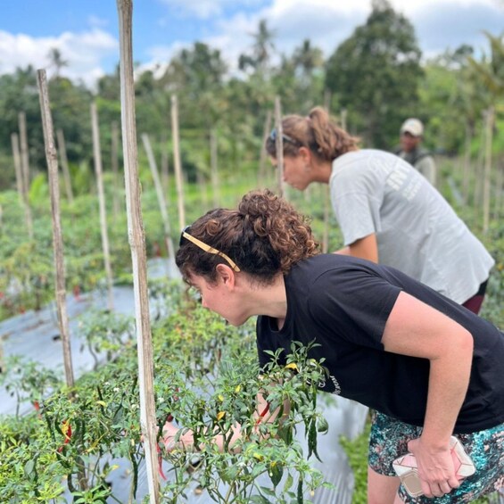 Two people tending to tomato plants in a garden. 2