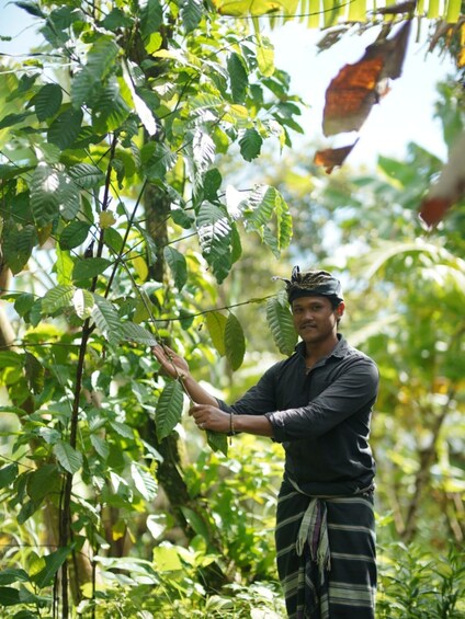 A person harvesting coffee plants in a lush, green environment. 4