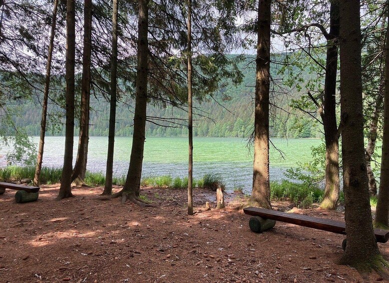 A forested area with a lake, benches, and a dirt path. 3