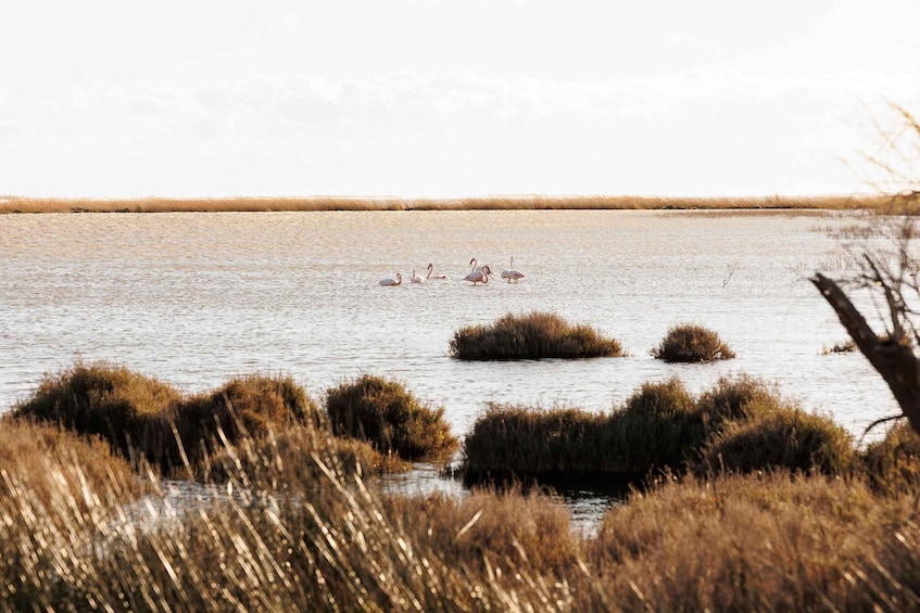 A calm lake with several flamingos and some bushes in the foreground. 4