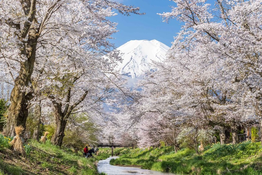 A cherry blossom-lined path with a river, a bridge, and a snow-capped mountain in the background. 5