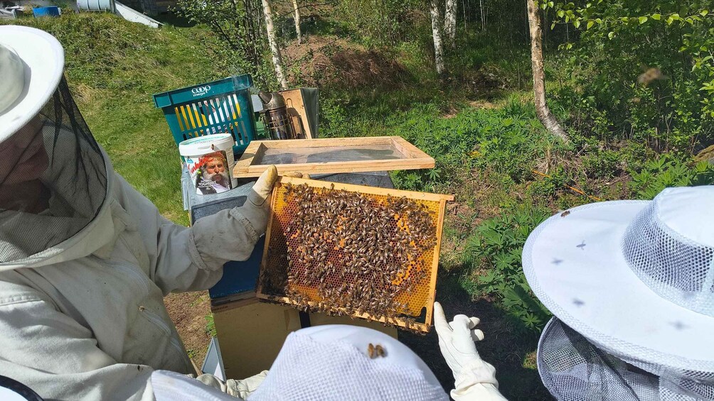 A beekeeper inspecting a beehive surrounded by greenery. 2