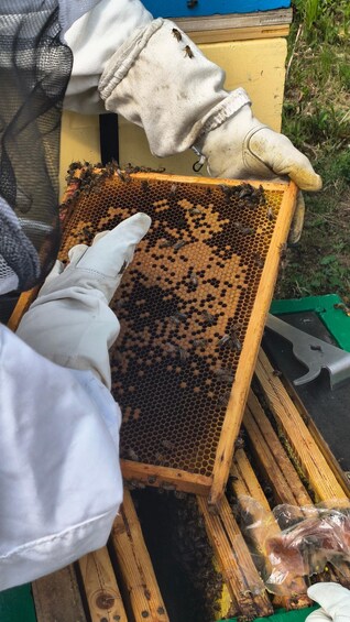 A person in white gloves handling a beehive with a honeycomb structure. 5