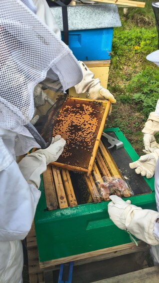 A beekeeper handling a honeycomb frame with bees. 3