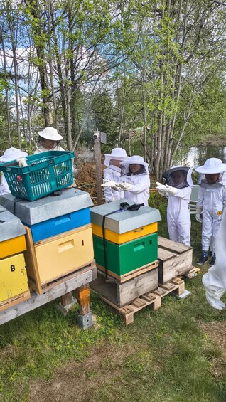 Beekeepers in protective gear around beehives in a wooded area. 1