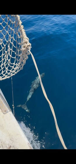 A fishing net and a shark swimming in the ocean. 5