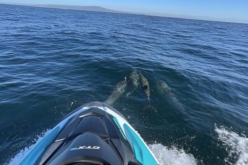Guided Dolphin Jet Ski Adventure | Long Beach to Catalina Island 5